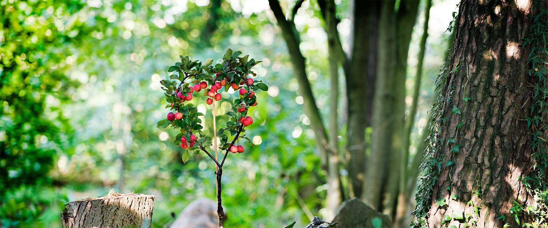 Lass dein Herz sprechen, gib einen Herzbaum als Geschenk.